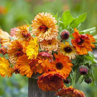 Calendula officinalis Pacific Beauty BIO
