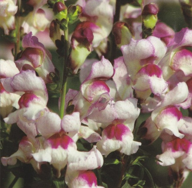Antirrhinum majus Lucky Lips