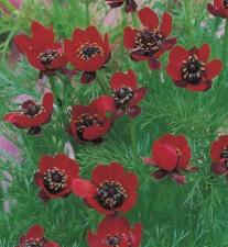 Adonis aestivalis