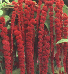 Amaranthus caudatus