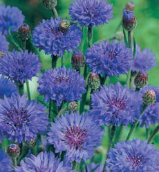 Centaurea cyanus Double Blue BIO
