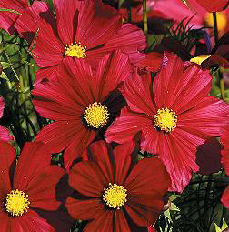 Cosmos bipinnatus Rubenza