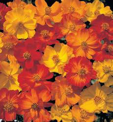 Cosmos sulphureus Polidor mix