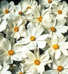 Cosmos bipinnatus Gazebo White