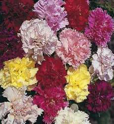 Dianthus caryophyllus mix