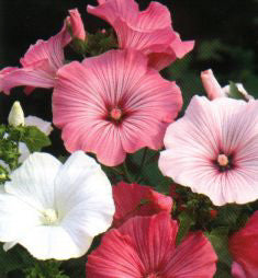 Lavatera trimestris Pastel Mix
