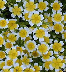 Limnanthes douglasii