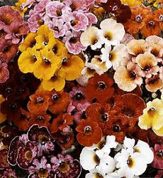 Nemesia strumosa Carnival