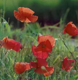 Papaver rhoeas BIO