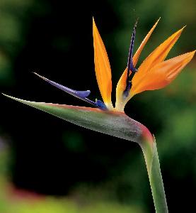 Strelitzia reginae