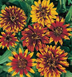 Zinnia haageana Old Mexico