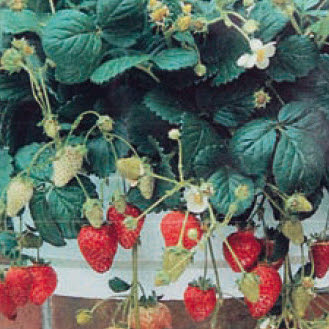 Aardbeien Baron von Solemacher