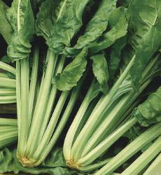 Snijbiet Lucullus