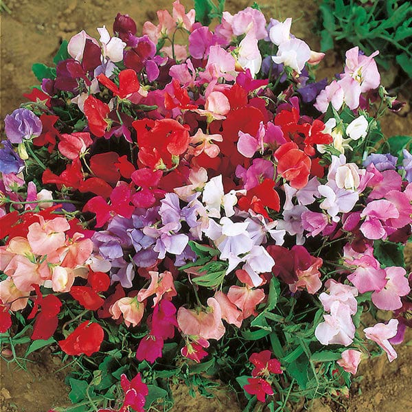 Lathyrus odoratus Dwarf Explorer mix