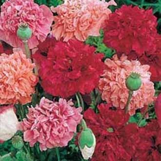 Papaver_somniferum_Paeony_Flowered_Mix