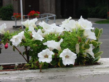 petunia_sneeuwbal