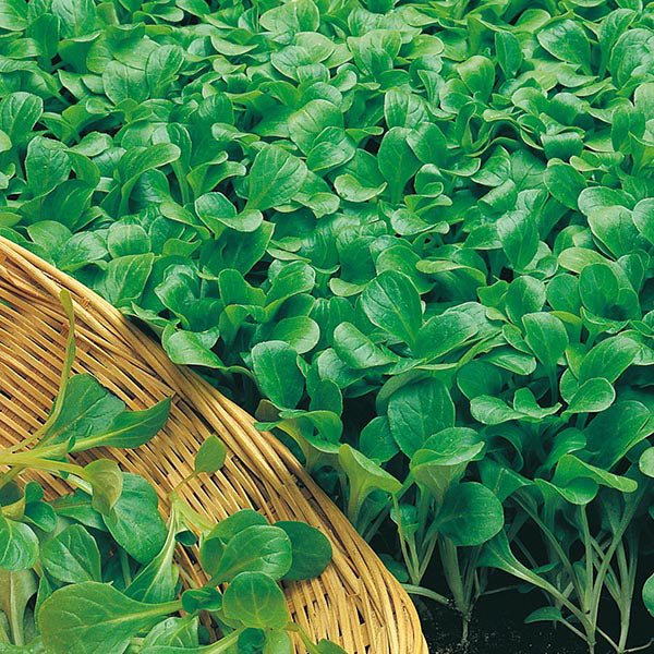 Zomersalades blad Collectie