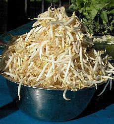 Biologische Taugé Spruitzaden