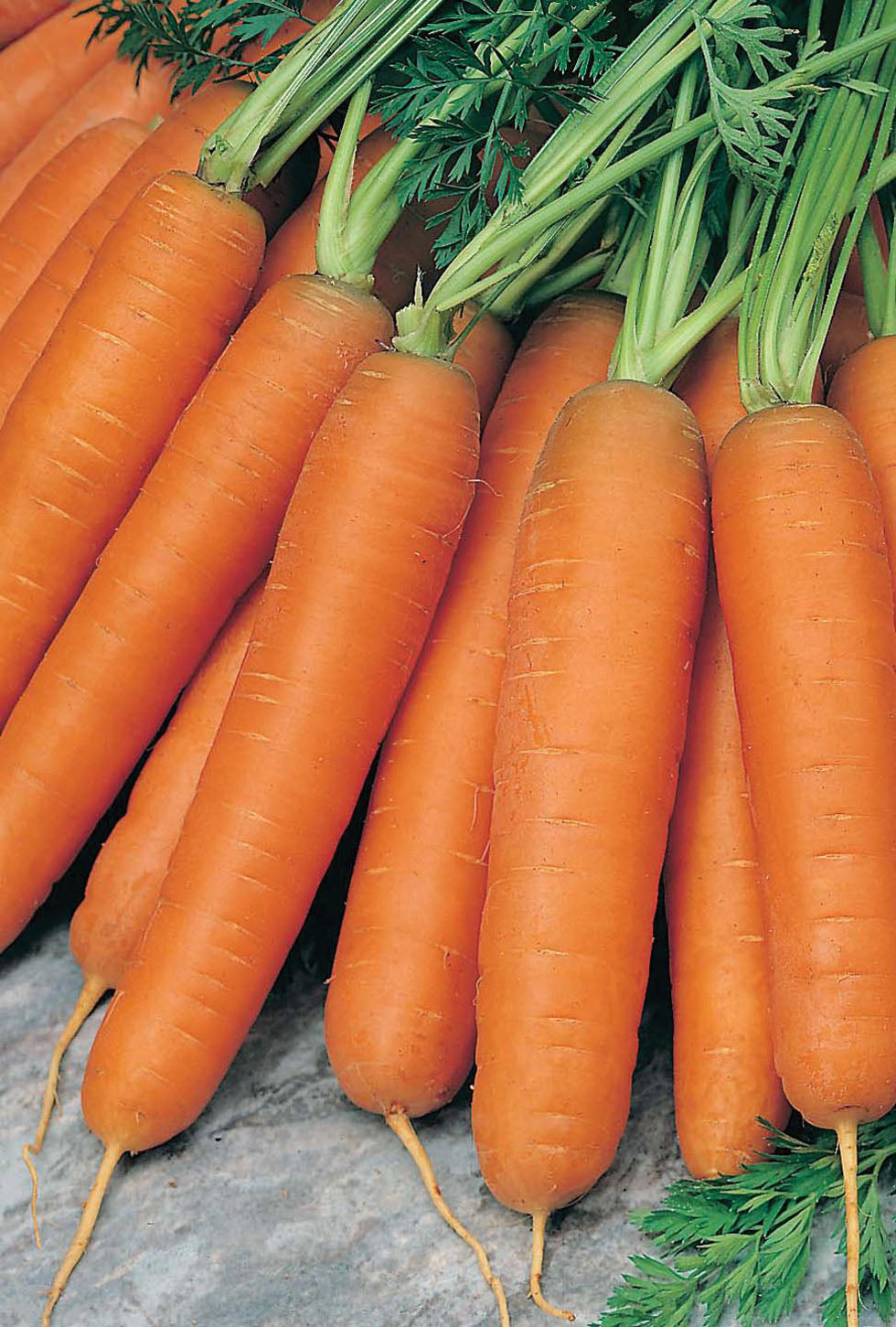 Wortelen Early Nantes 5 op zaadband