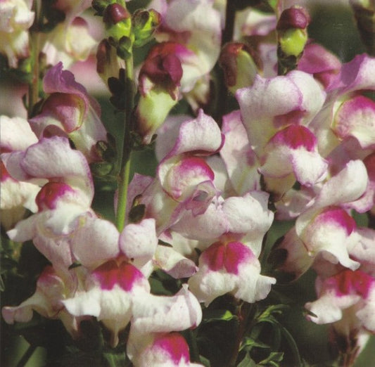 Antirrhinum majus Lucky Lips