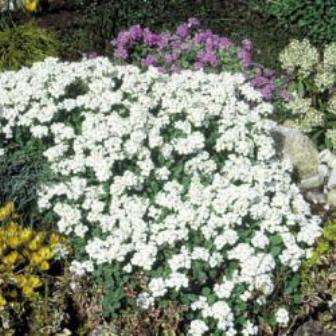 Arabis alpina
