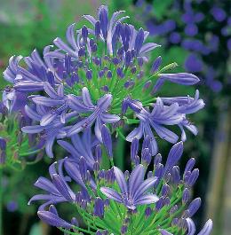 Agapanthus headbourne