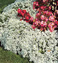 Alyssum maritima procumbens Carpet of Snow