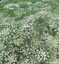 Ammi majus Queen of Africa