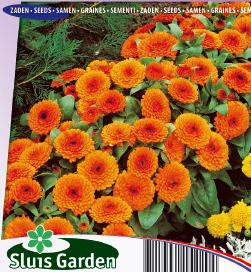 Calendula officinalis Orange Gitana