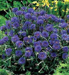 Centaurea cyanus Midget Blue