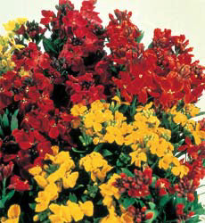 Cheiranthus cheiri enkelbloemig mix