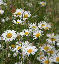 Chrysanthemum Leucanthemum vulgare