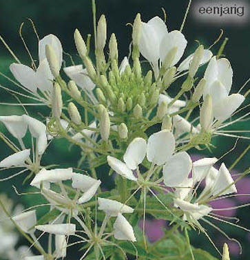 cleome_white_queen