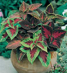Coleus blumei Rainbow gemengd