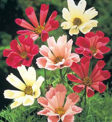 Cosmos bipinnatus Sea Shells gemengd