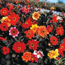 Dahlia variabilis Bishop's Childeren mix