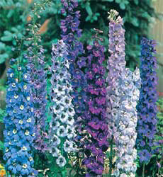 Delphinium x cultorum Pacific Giants mix