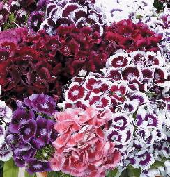 Dianthus barbatus Electron mix