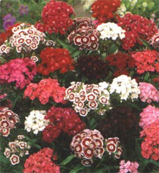 Dianthus barbatus Indian Carpet mix