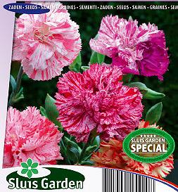 Dianthus caryophyllus Fantasy Picot