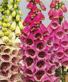 Digitalis purpurea Regal Splendour
