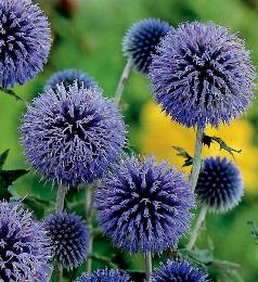 Echinops ritro Globe Thistle