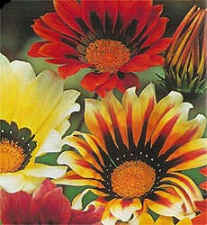 Gazania rigens (splendens) Sunshine mix