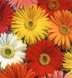 Gerbera jamesonii Californian Giants mix