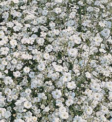 Gypsophila elegans Covent Garden wit