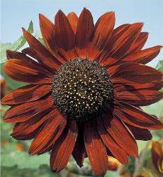 Helianthus annuus Velvet Queen