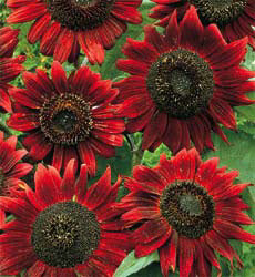 Helianthus annuus Red Sun