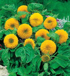 Helianthus annuus Teddy Bear