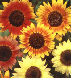 Helianthus annuus Autumn Beauty