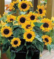 Helianthus annuus Baby Face F1